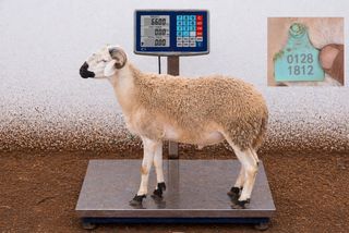 01281812 - 66 Kg