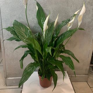 Spati fiorito bianco 