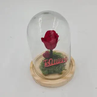 Cupula Flor preservada