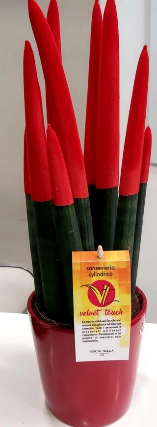 Sanseveria matita grande