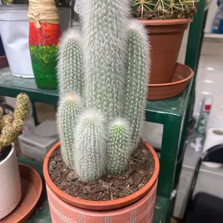 Cactus con vaso 
