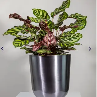 Pianta di Calathea