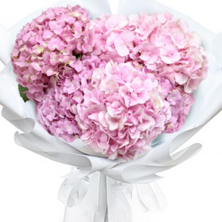 Bukiet różowej hortensji 