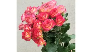 სპრეი ვარდი