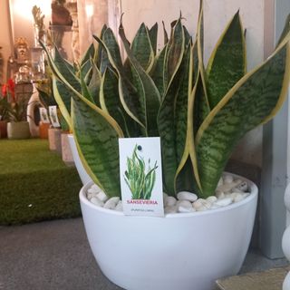 Sanseveria