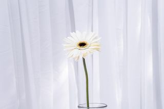 Gerbera alb