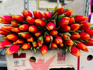 Mazzo di 20 tulipani bicolori