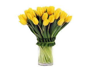 Жълти Лалета 23 Бр