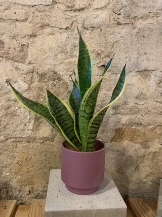 Sanseviera Mediana