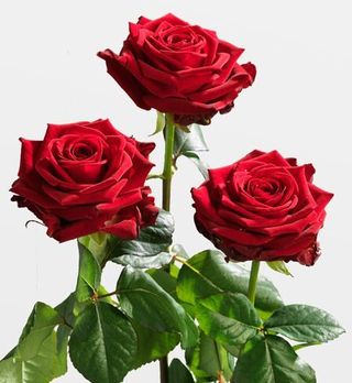 3 Rose (stelo   50 cm) - rossa