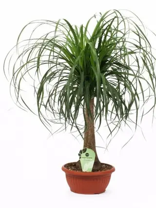 bonsai beaucarnea