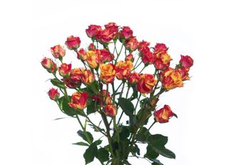 3 Спрей рози, жълто-оранжеви