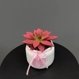 Cactus con maceta