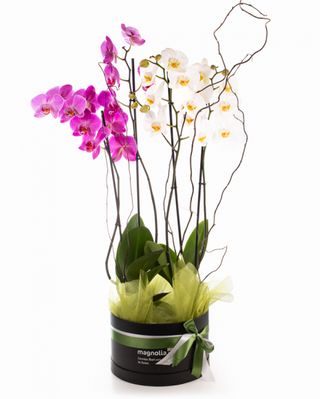 Aranjament cu orhidee Phalaenopsis