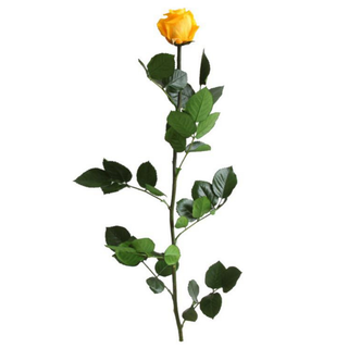 Rosa Eterna Amarilla