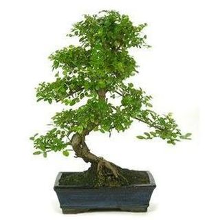 Bonsai Zelcova