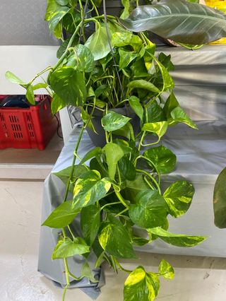 Pothos pendente 