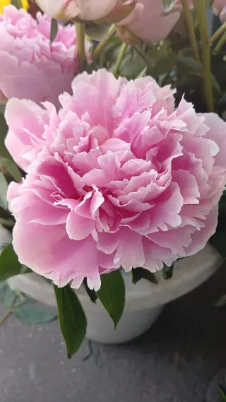 Peonia