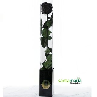 Rosa Preservada Negra
