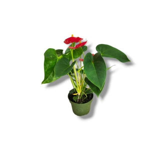 Anthurium