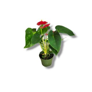 Anthurium