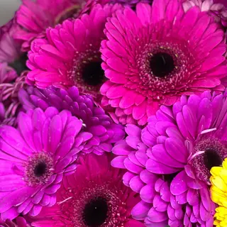 Gerbera