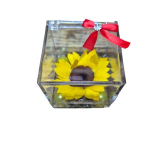 Girasole stabilizzato