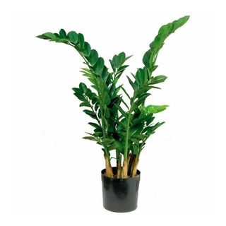 Zamia