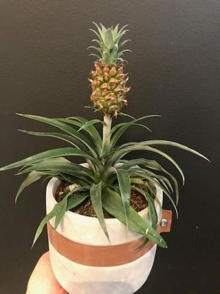 Kwiat Doniczkowy na Dzień Kobiet