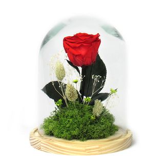 Cúpula Rosa Roja Preservada
