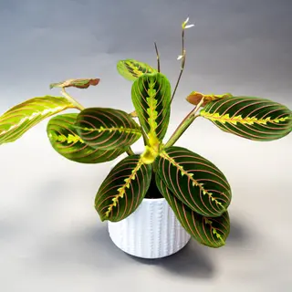Calathea Ornamentală