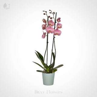 Phalaenopsis Roz În Ghiveci
