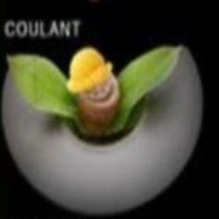 Coulant De Chocolate