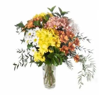 Brisa Primaveral: Radiante Sinfonía de Margaritas