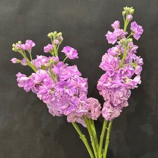 Alhelí Lavanda 5 tallos