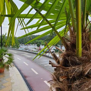 Svinjski file u amatriciana sosu 