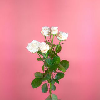 Кущова троянда Бомбастик