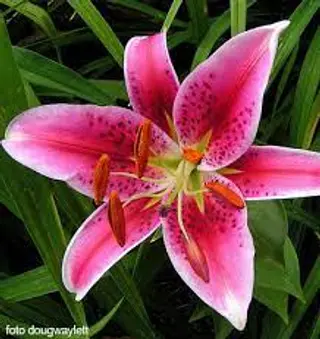 Lilium orientale singolo