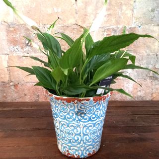 Maceta Artesanal Portuguesa  Porto