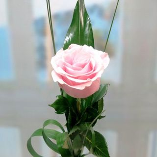 Rosa Rosa En Celofán 