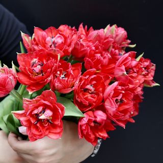 Ramo de 21 Tulipanes Rojo