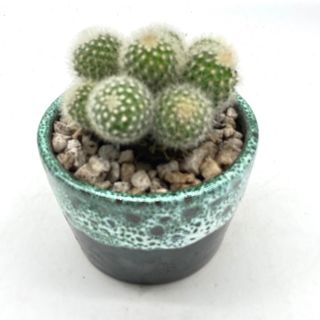 Cactus En Pot Bleu Canard