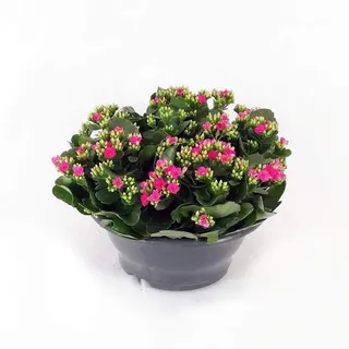 Kalanchoe