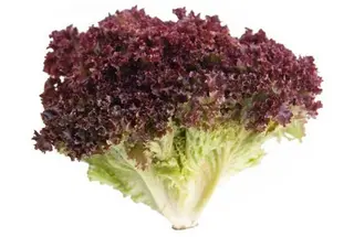 Lechuga Lollorosso Unidad