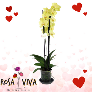 Orquídea Amarela