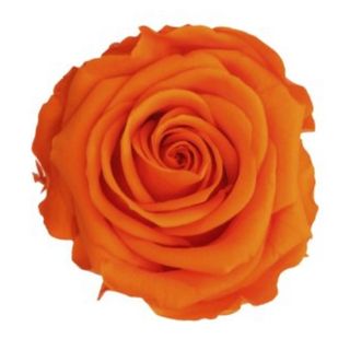 Rosa preservada naranja 