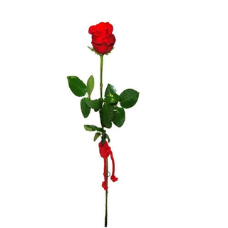 1 Rosa Roja 