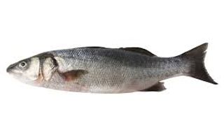 Lup de Mare - Salbatic