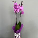 Орхидея розова с два цветоноса