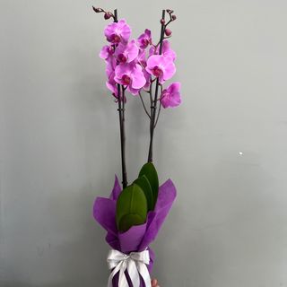 Орхидея розова с два цветоноса